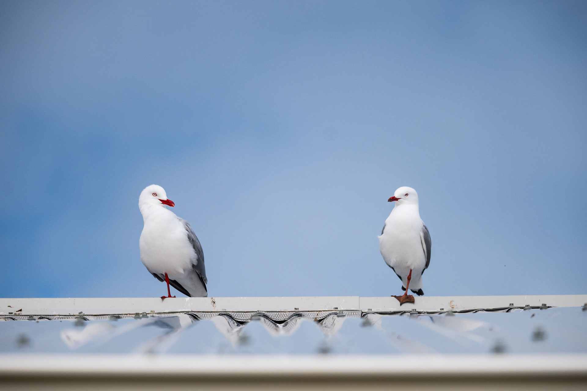 Two birds balancing on one foot