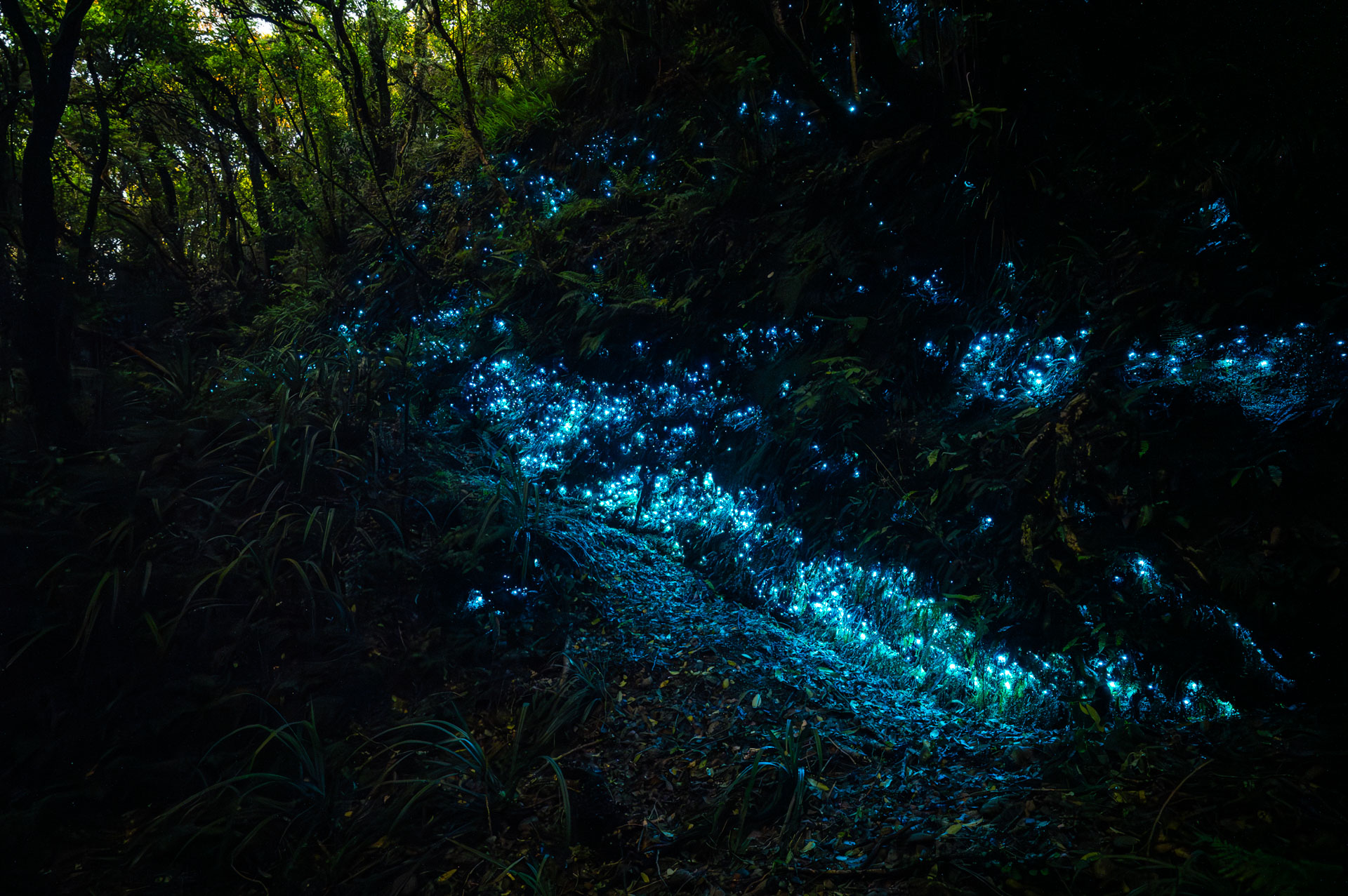 Glow worms near Hokitika