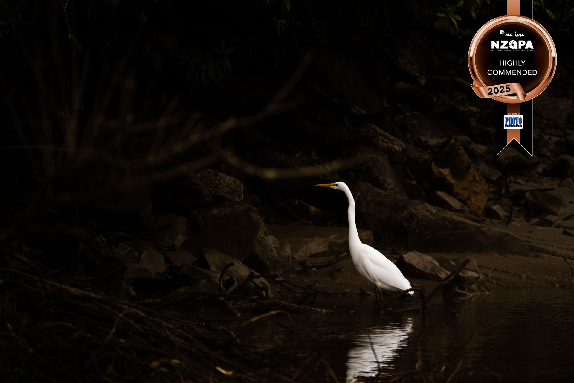 NZAPA 2025 Herry McClerry white heron in dark water