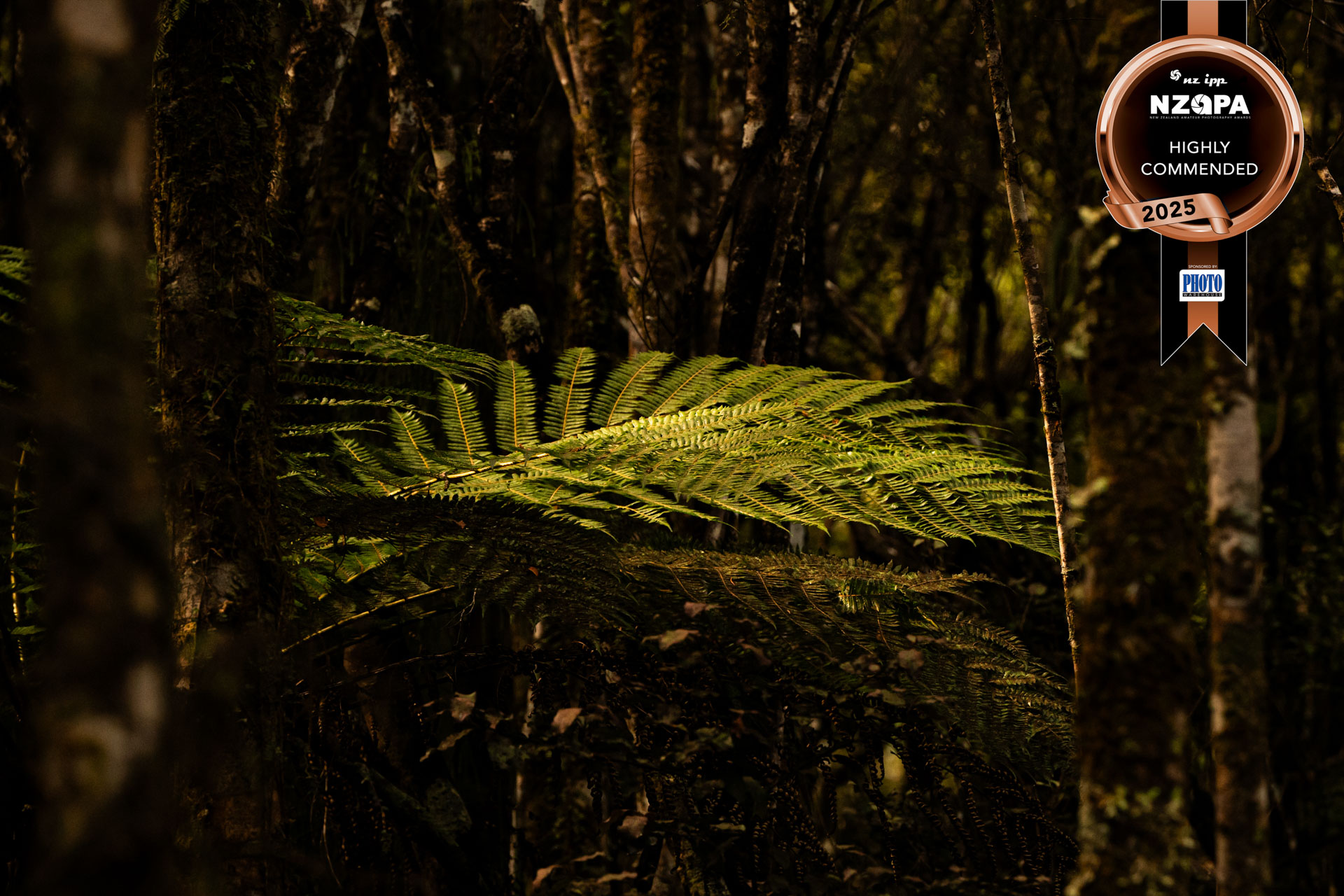 NZAPA 2025 native fern in the bush